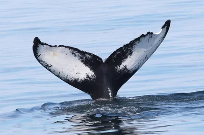 Bar Harbor Whale Watch Co